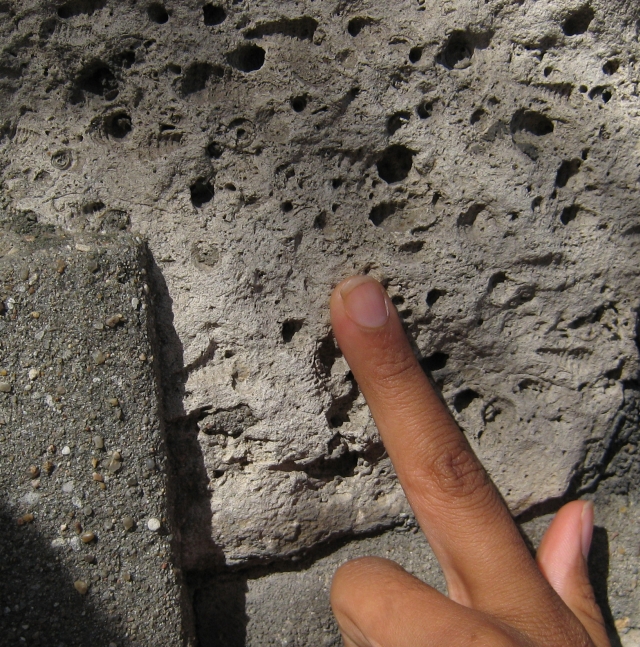 pour découvrir le calcaire fossilifère