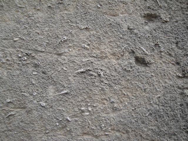 Les tubules de ditrupa du calcaire de St Leu d'Esserent
