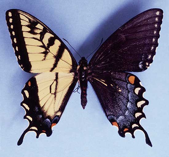 Document 1 : Photo d'un papillon tigré gynandromorphe 