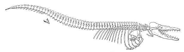 Représentation du squelette d'un Archéocète fossile : Dorudon atrox (longueur : 5 m ; âge : 36,5 millions d'années)