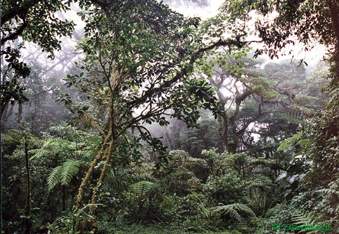 Forêt de Monteverde (Costa Rica) © L.G