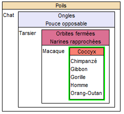 Classification "emboitée" des primates